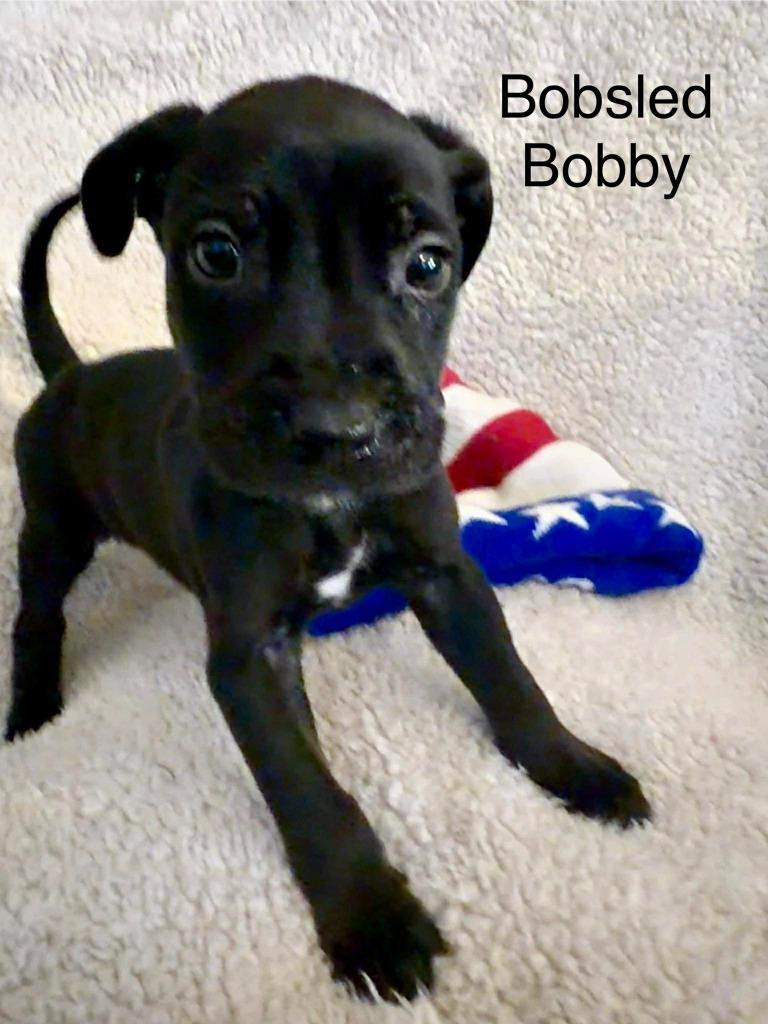 Enlarge Bobsled Bobby, a Adoptable mixed breed in Cloquet, MN image 3/5