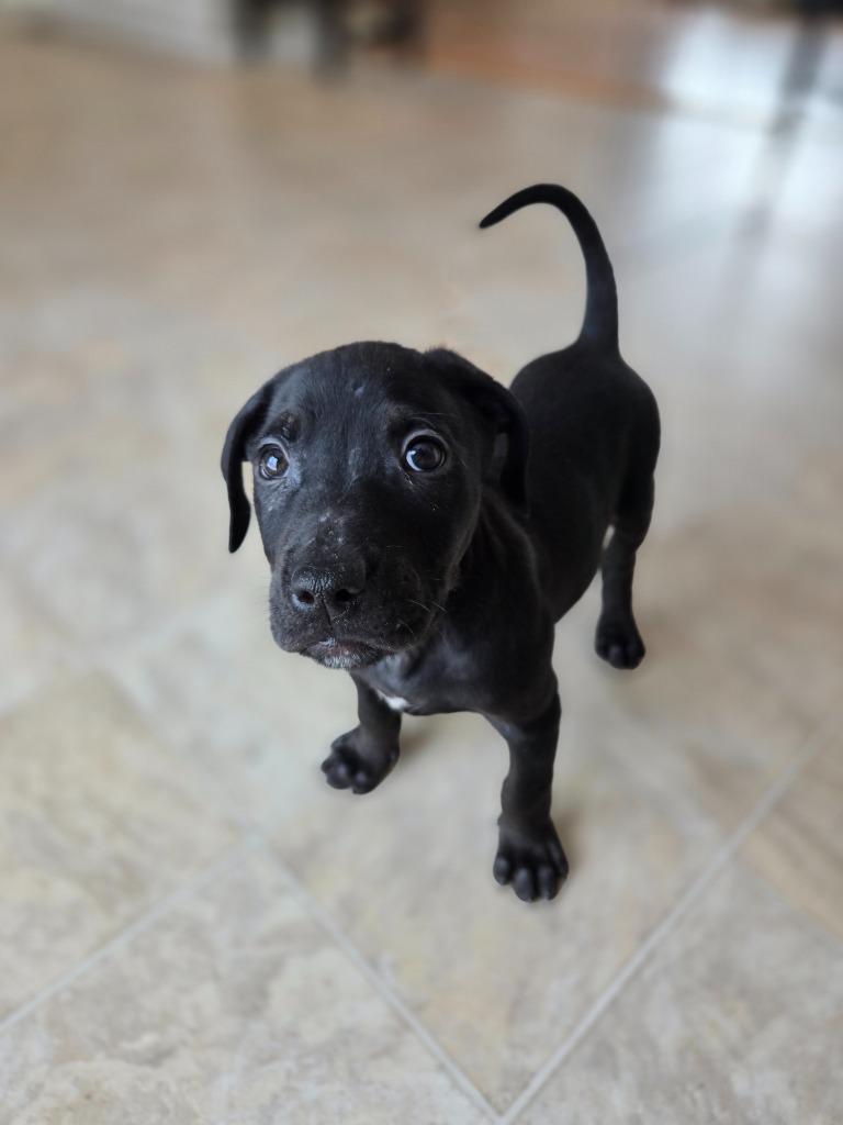 Enlarge Bobsled Bobby, a Adoptable mixed breed in Cloquet, MN image 4/5