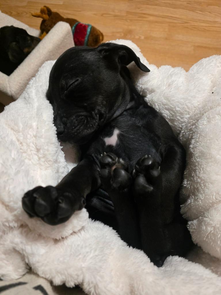 Enlarge Bobsled Bobby, a Adoptable mixed breed in Cloquet, MN image 5/5