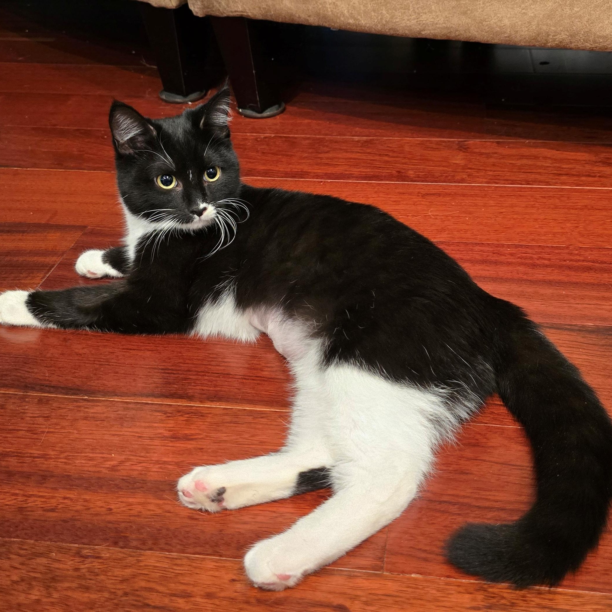 Glissade, an adopted mixed breed in Silverton, OR image 2/3