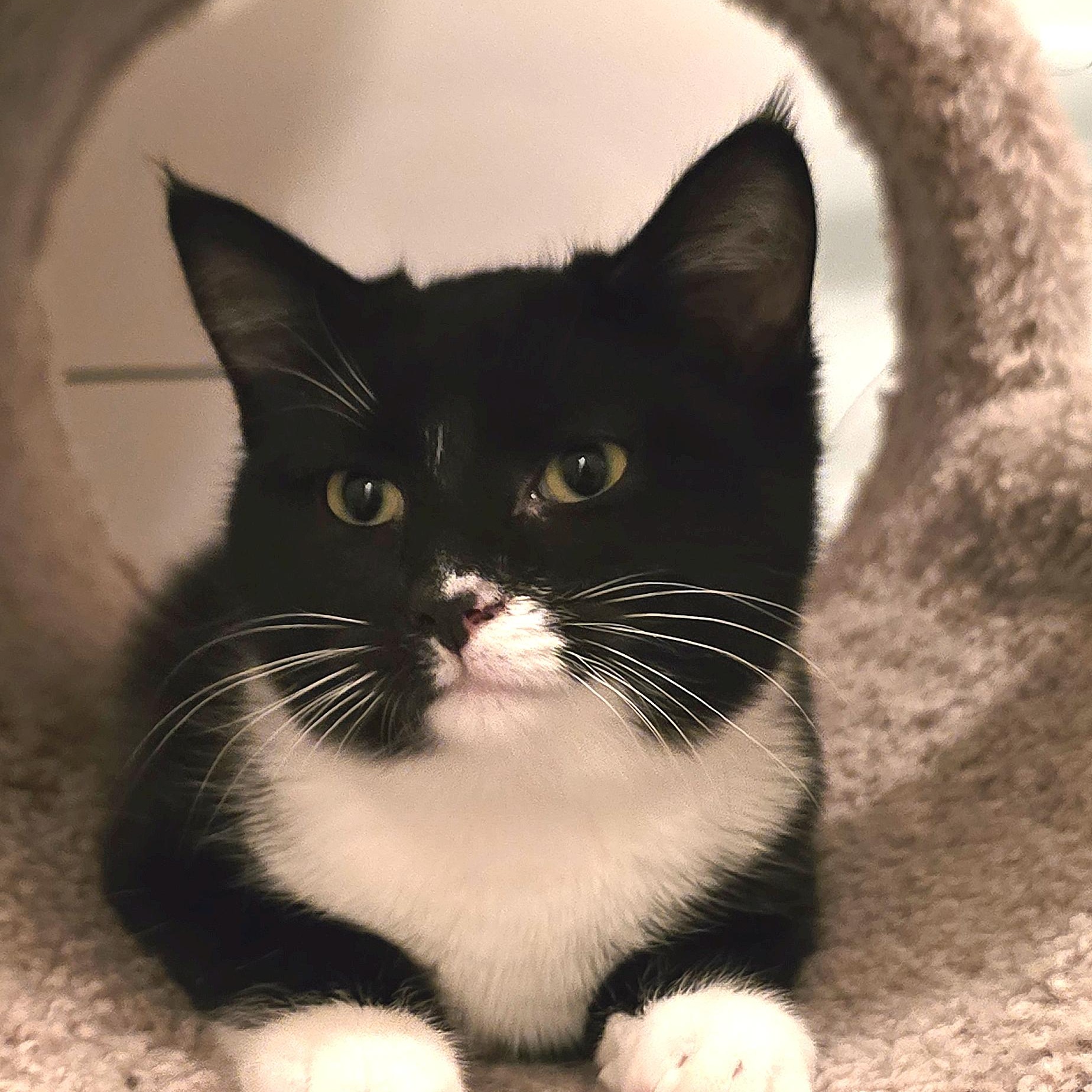 Glissade, an adopted mixed breed in Silverton, OR image 3/3