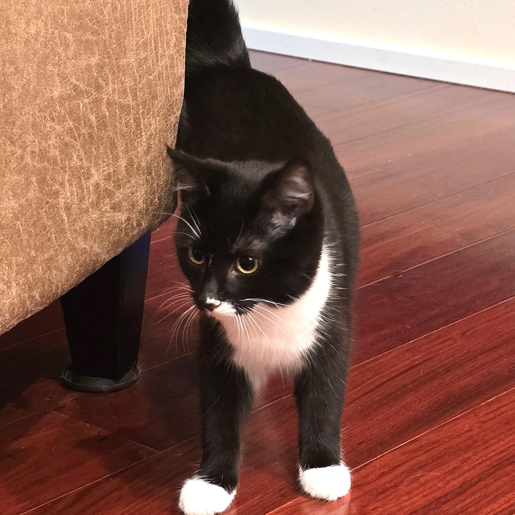 Glissade, adopted, Young Female Domestic Short Hair.