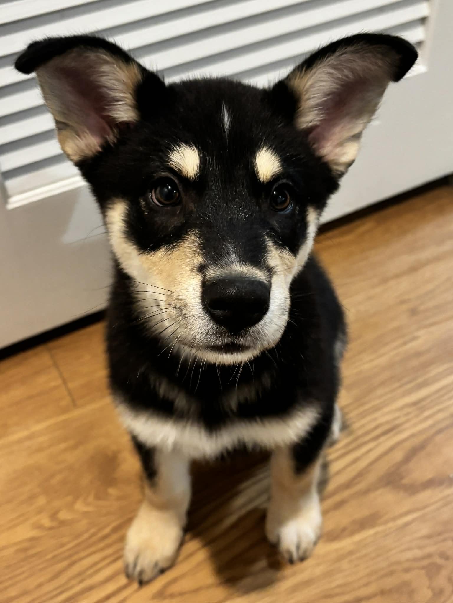 Enlarge Brazil, a ADOPTABLE mixed breed in Reseda, CA image 4/6