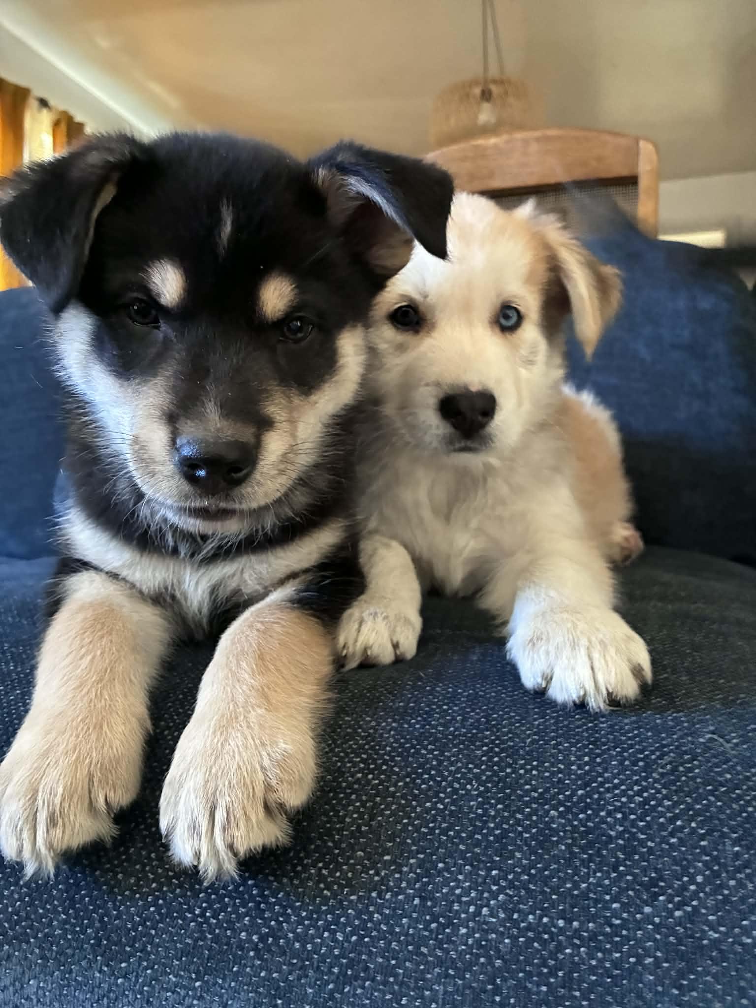 Enlarge Brazil, a ADOPTABLE mixed breed in Reseda, CA image 5/6