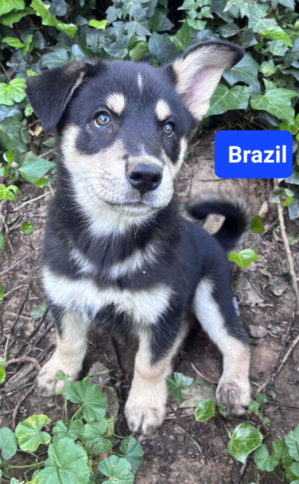 Enlarge Brazil, a ADOPTABLE mixed breed in Reseda, CA image 6/6