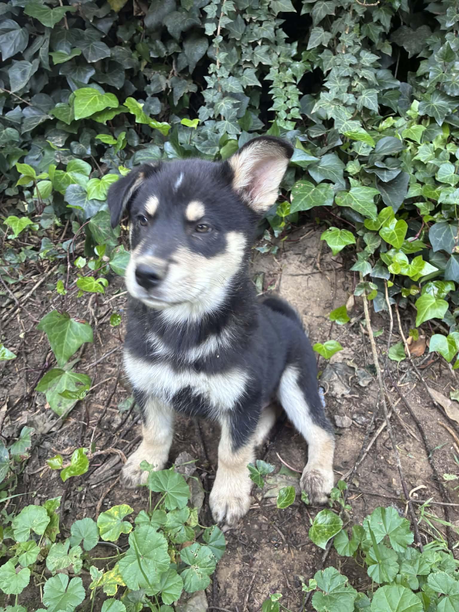 Enlarge Brazil, a ADOPTABLE mixed breed in Reseda, CA image 2/6