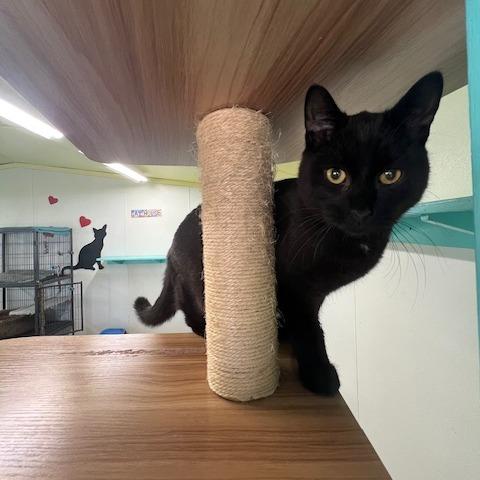 HeiHei, a Adoptable Domestic Short Hair in Lake Panasoffkee, FL image 1/5