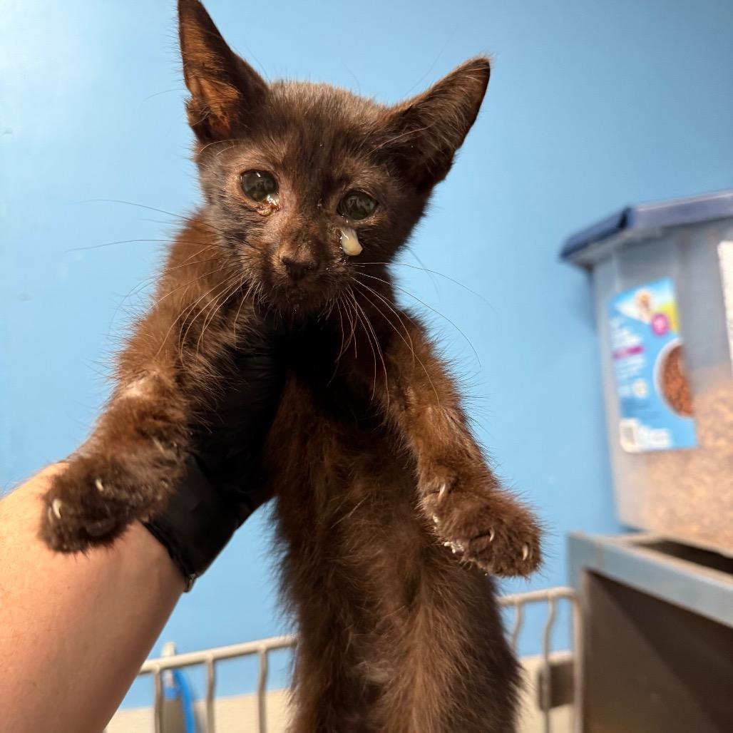 HeiHei, Adoptable, Young Male Domestic Short Hair.