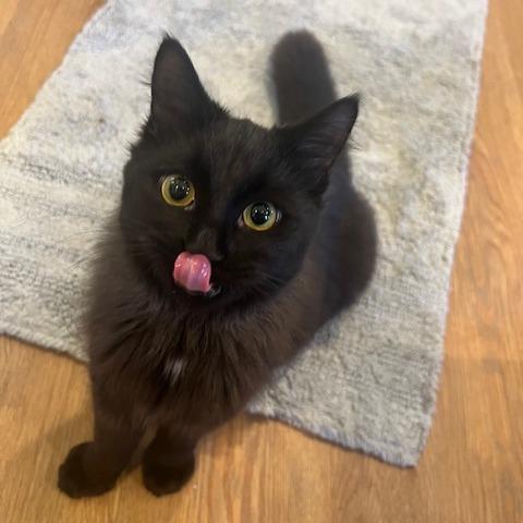 Enlarge HeiHei, a Adoptable Domestic Short Hair in Lake Panasoffkee, FL image 2/6