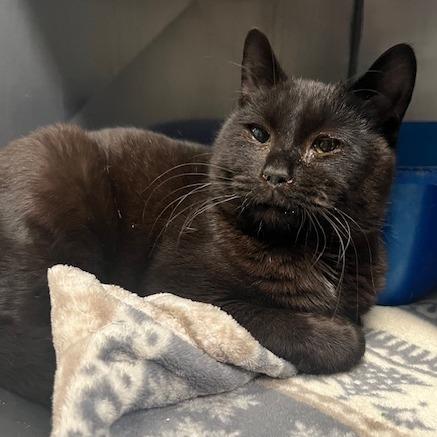 HeiHei, a Adoptable Domestic Short Hair in Lake Panasoffkee, FL image 3/5