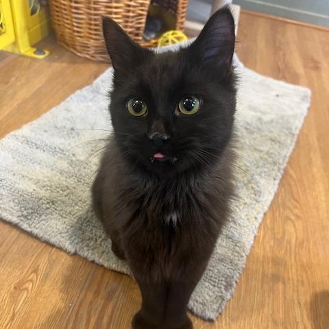 Enlarge HeiHei, a Adoptable Domestic Short Hair in Lake Panasoffkee, FL image 3/6