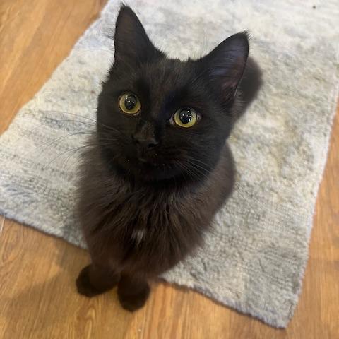 Enlarge HeiHei, a Adoptable Domestic Short Hair in Lake Panasoffkee, FL image 4/6