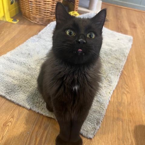 Enlarge HeiHei, a Adoptable Domestic Short Hair in Lake Panasoffkee, FL image 5/6