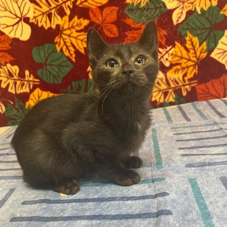 Enlarge HeiHei, a Adoptable Domestic Short Hair in Lake Panasoffkee, FL image 6/6