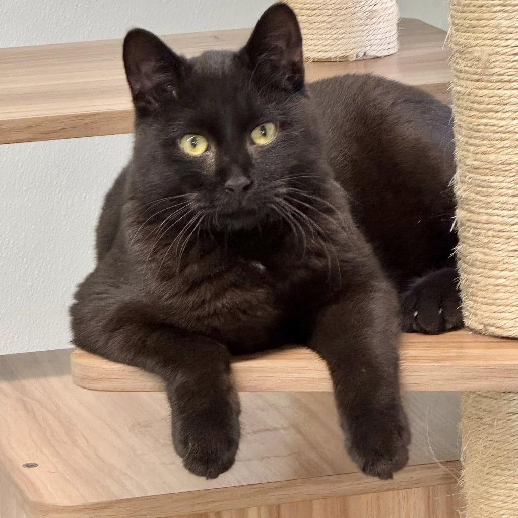 HeiHei, a Adoptable Domestic Short Hair in Lake Panasoffkee, FL image 5/5