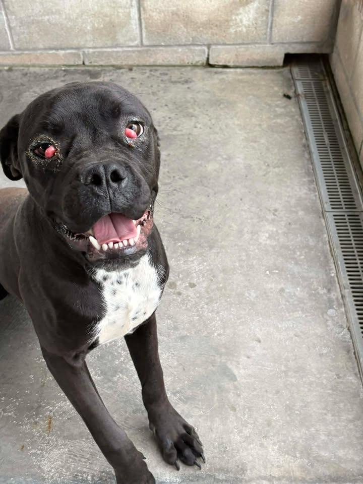 Pixel, Adoptable, Adult Male Mixed Breed.