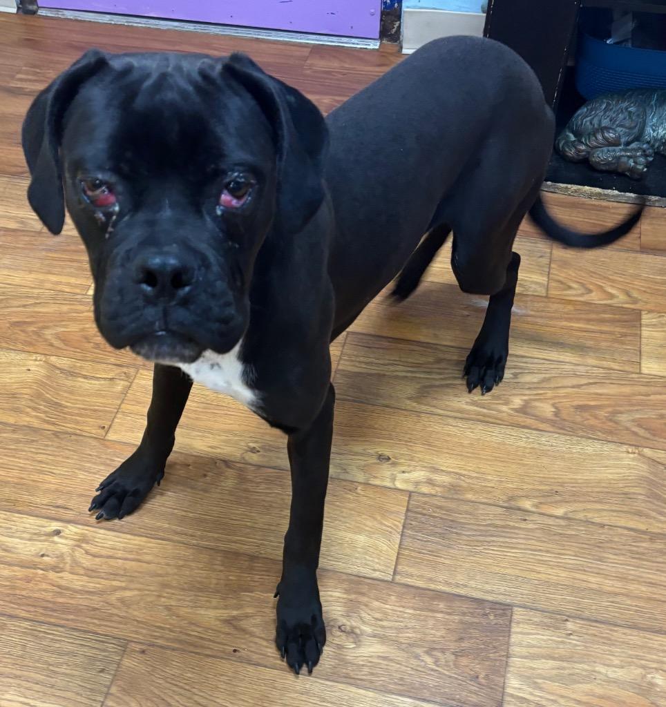 Enlarge Pixel, a Adoptable Mixed Breed in Ocala, FL image 2/2