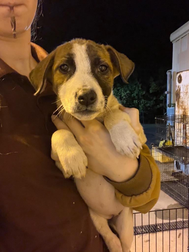 Enlarge Shiloh, a Adopted Australian Cattle Dog / Blue Heeler in Benton, AR image 1/1