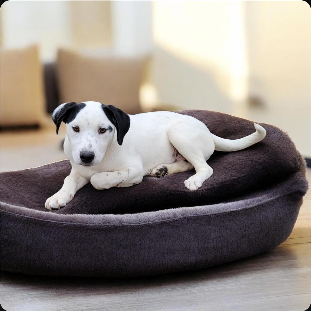 Enlarge Patty, an adopted mixed breed in Elwood, NJ image 2/2