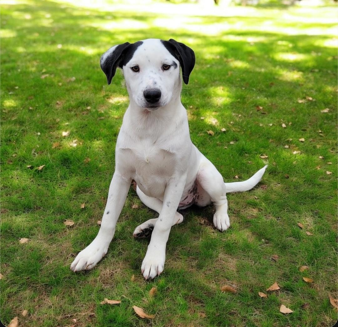 Enlarge Patty, an adopted mixed breed in Elwood, NJ image 1/2