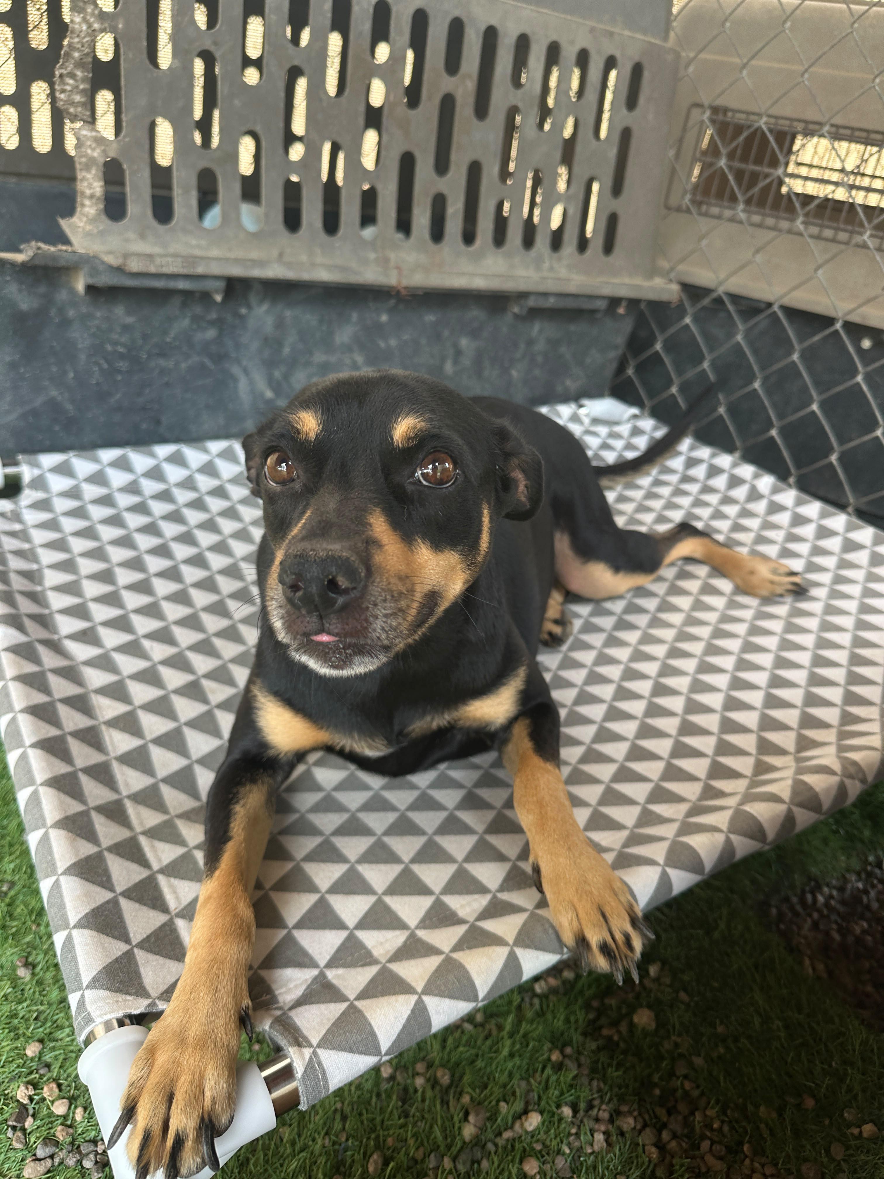 Enlarge Negrita, a Adoptable mixed breed in Nanaimo, BC image 4/6