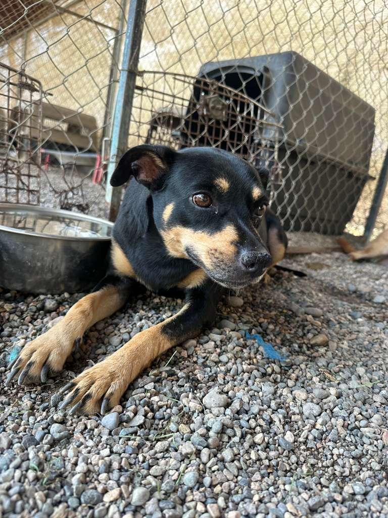 Enlarge Negrita, a Adoptable mixed breed in Nanaimo, BC image 6/6
