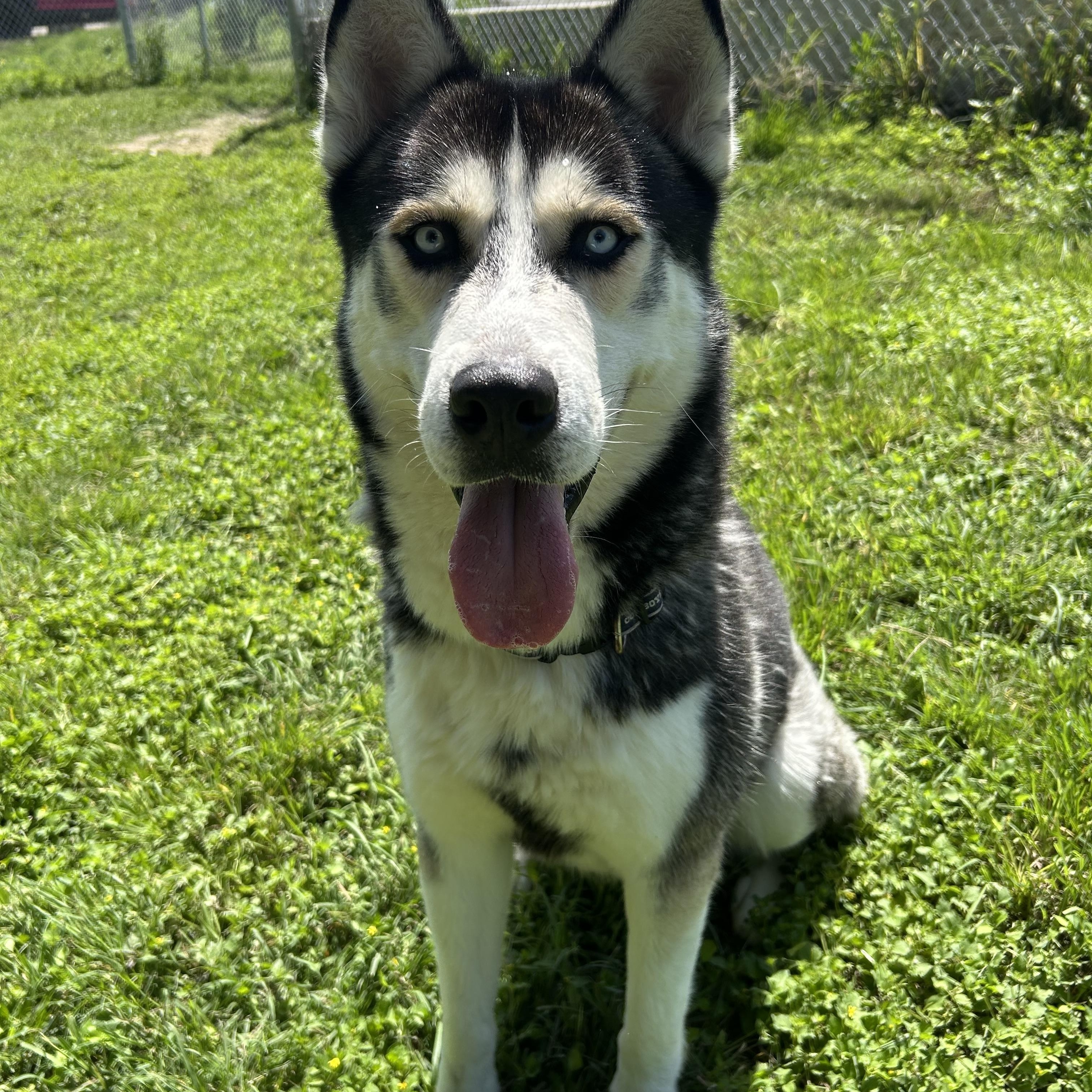 Balto, Adoptable, Adult Male Husky.