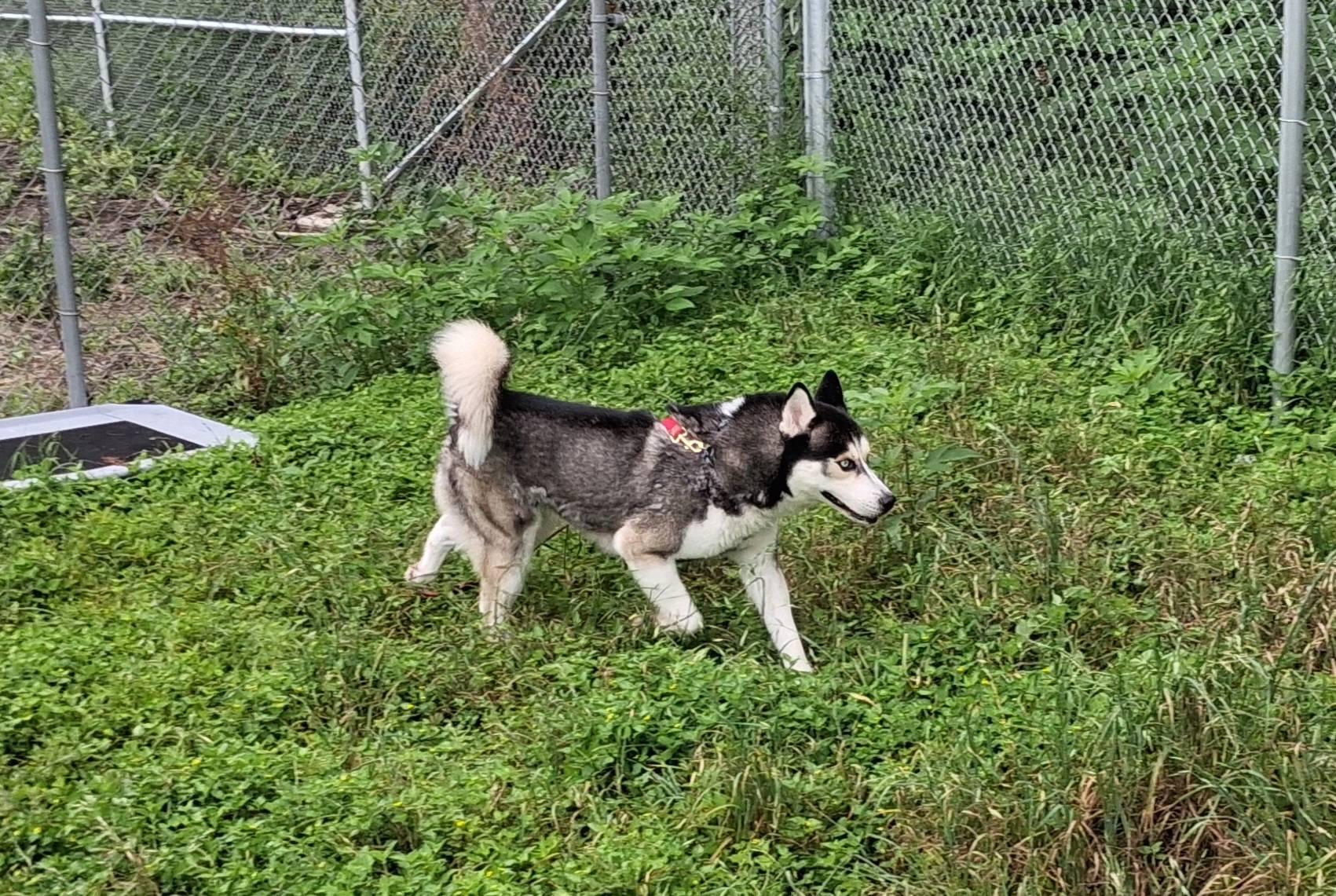 Balto, a Adoptable mixed breed in Cibolo, TX image 2/3