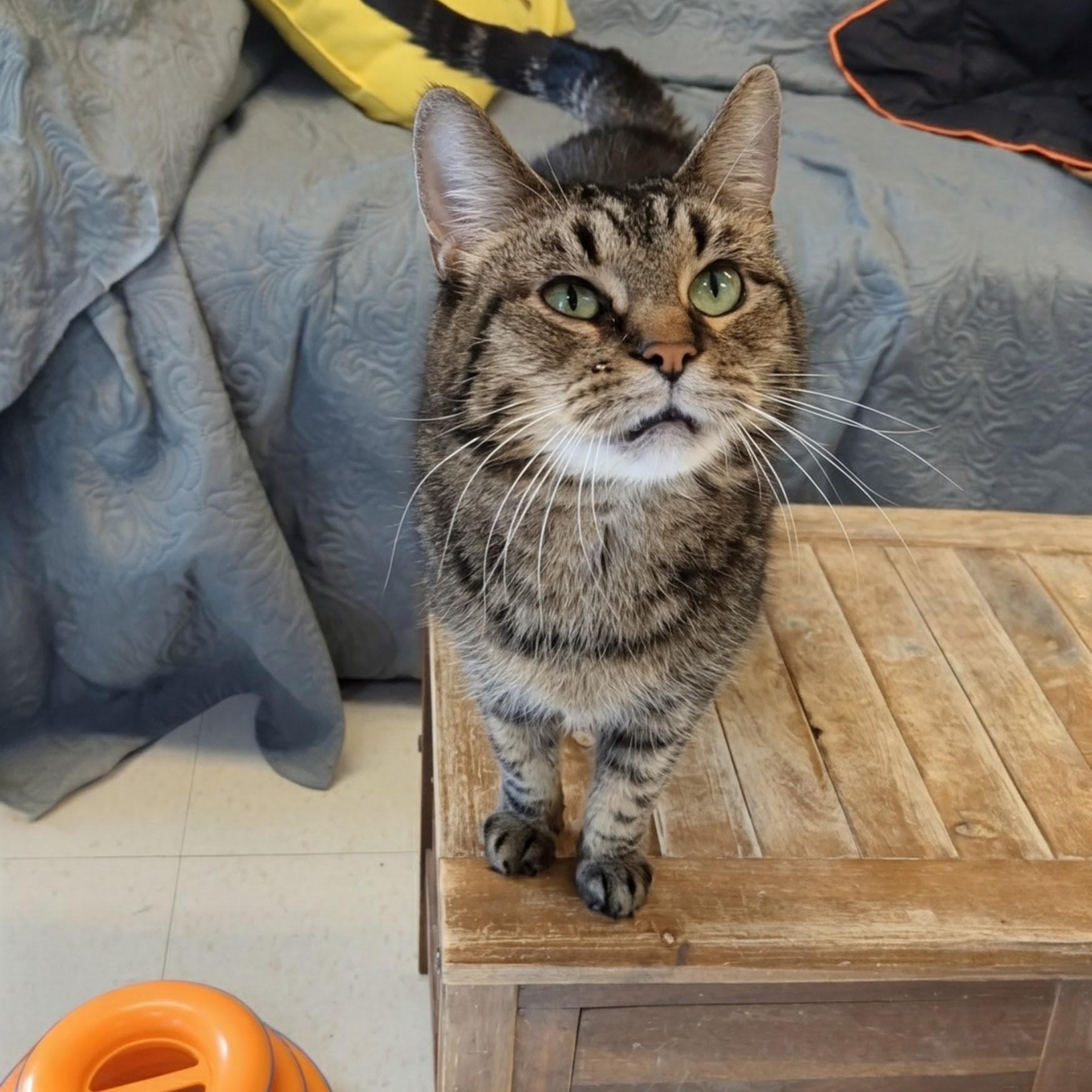 Snickerdoodle, an adopted Domestic Medium Hair in West Jefferson, OH image 6/6