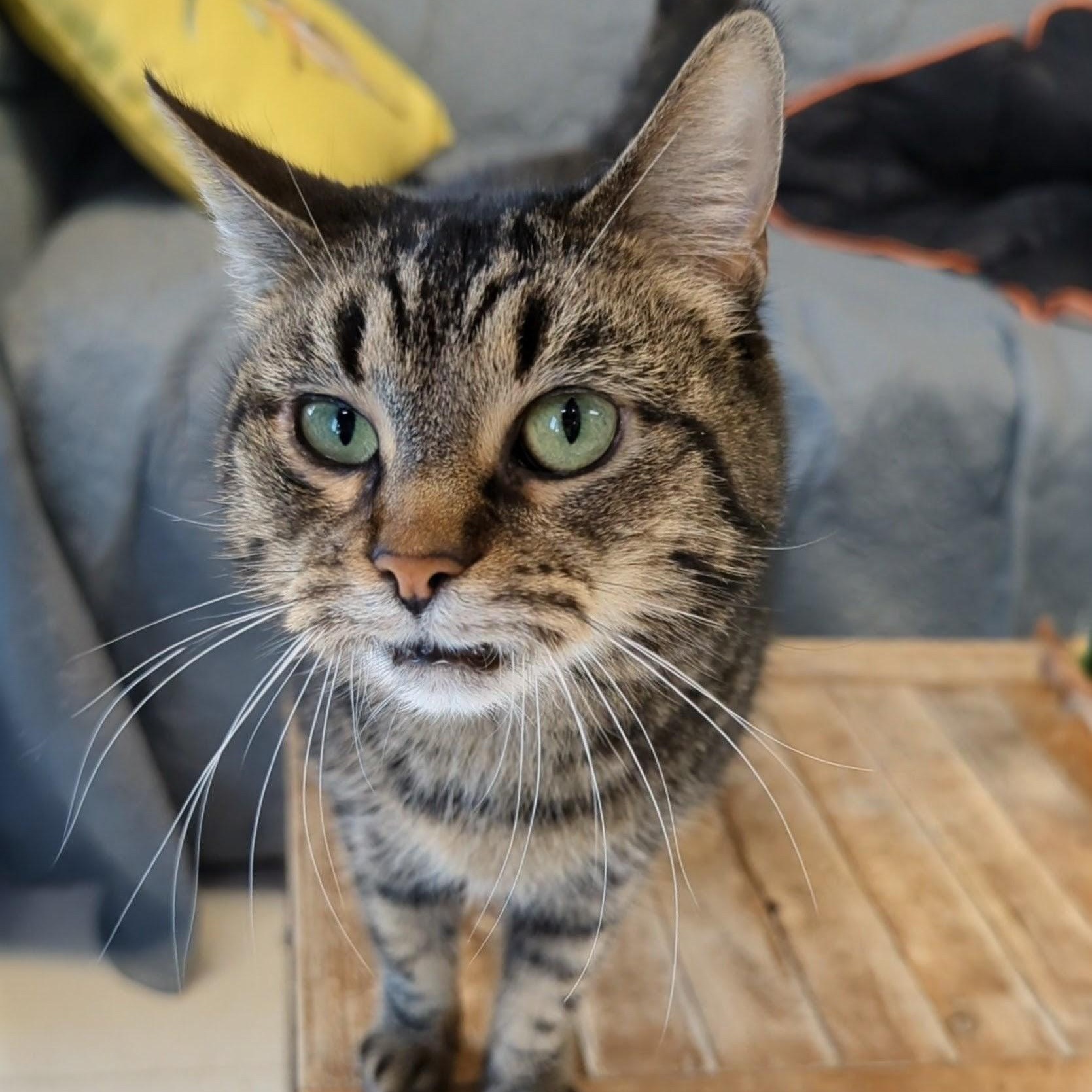 Snickerdoodle, an adopted Domestic Medium Hair in West Jefferson, OH image 5/6