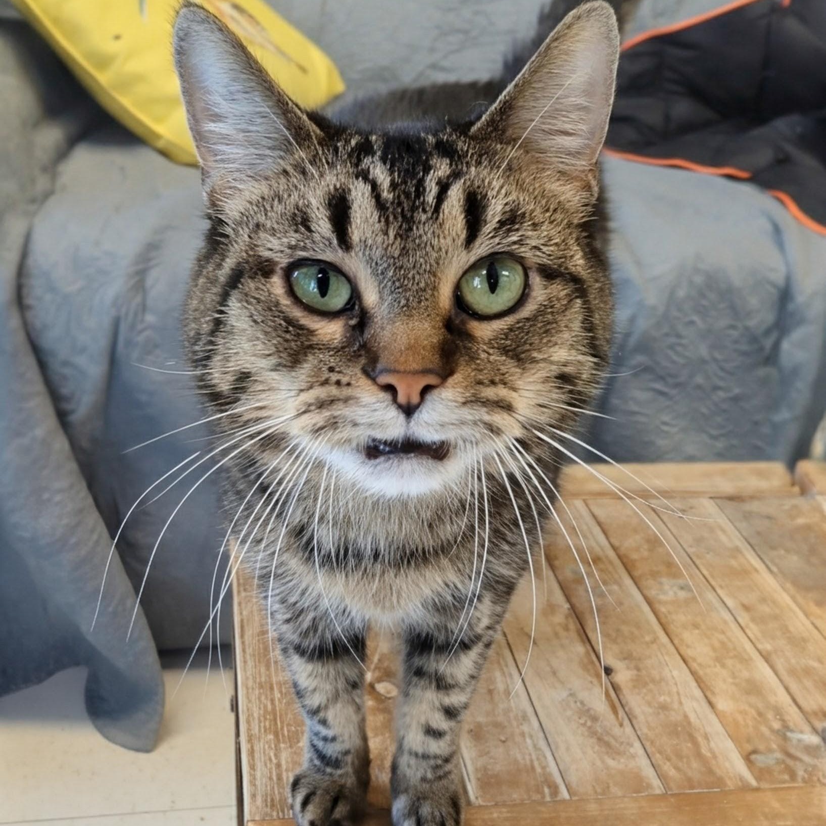 Snickerdoodle, an adopted Domestic Medium Hair in West Jefferson, OH image 4/6