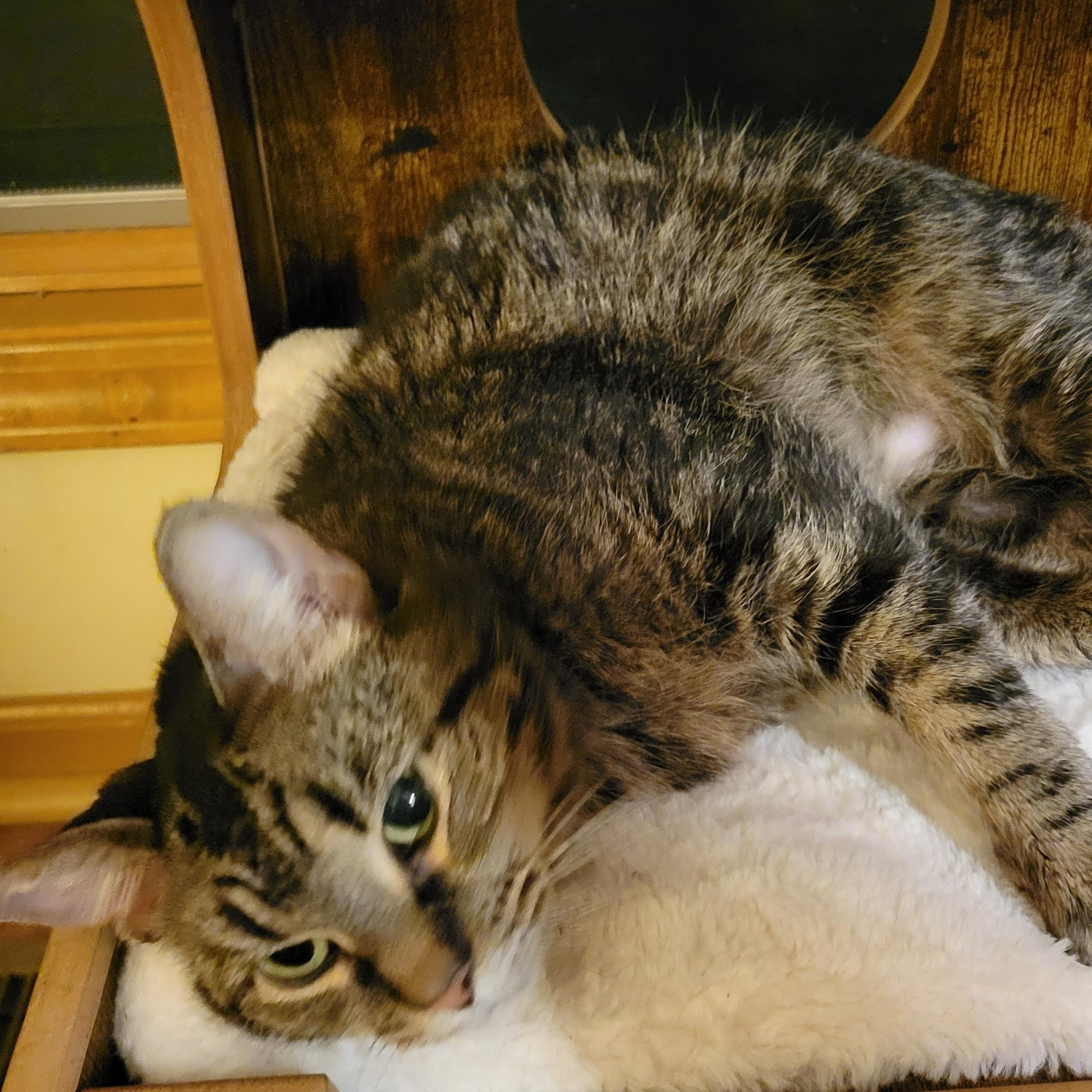 Snickerdoodle, an adopted Domestic Medium Hair in West Jefferson, OH image 3/6