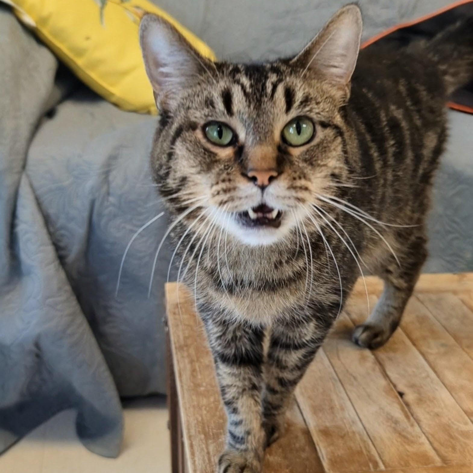 Snickerdoodle, an adopted Domestic Medium Hair in West Jefferson, OH image 1/6