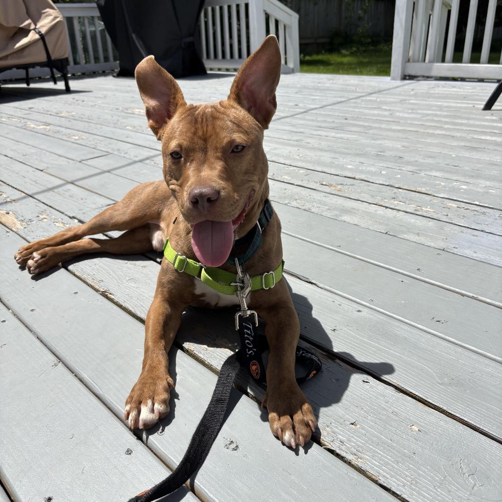 Javier, Adoptable, Young Male Mixed Breed.
