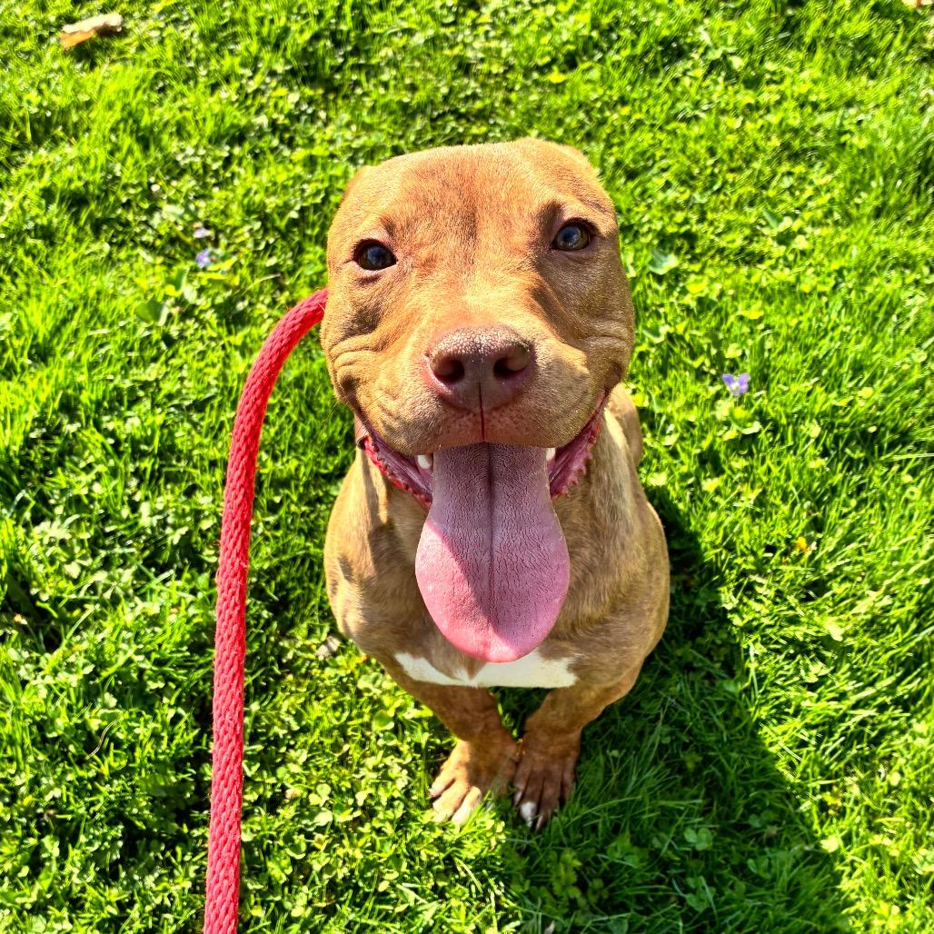 Javier, Adoptable, Young Male Mixed Breed.