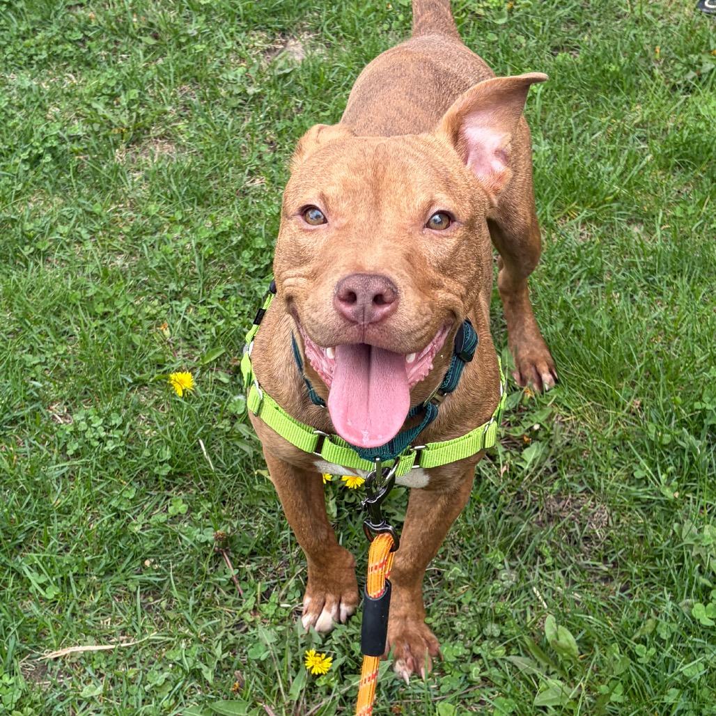 Enlarge Javier, a Adoptable Mixed Breed in Hinsdale, IL image 3/6