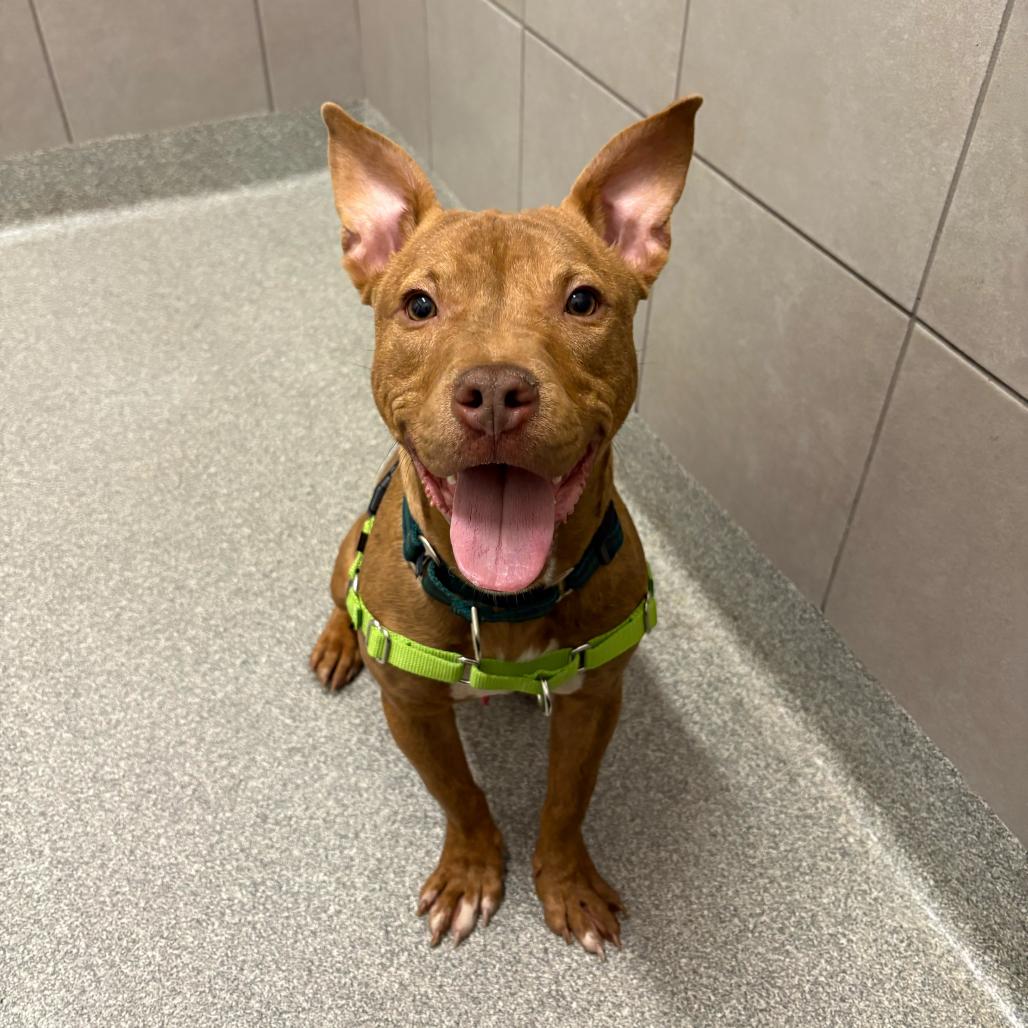 Enlarge Javier, a Adoptable Mixed Breed in Hinsdale, IL image 4/6
