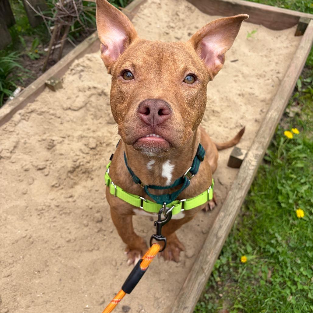 Enlarge Javier, a Adoptable Mixed Breed in Hinsdale, IL image 5/6