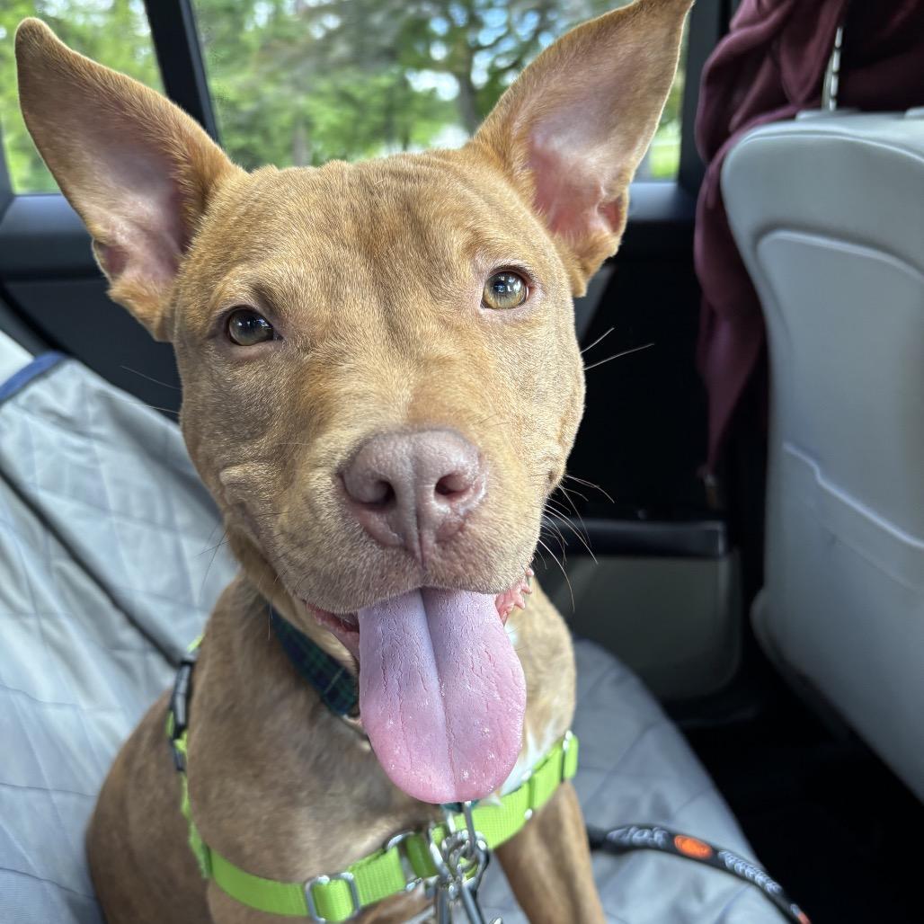 Enlarge Javier, a Adoptable Mixed Breed in Hinsdale, IL image 6/6