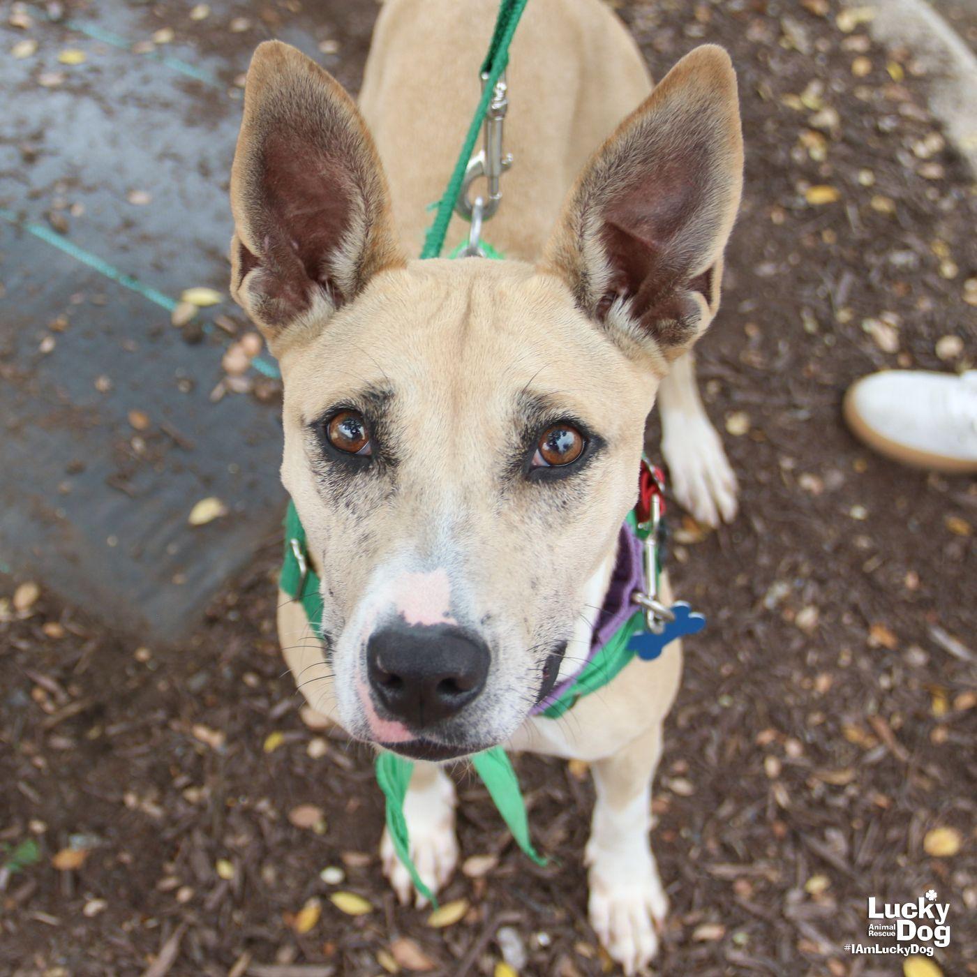 Enlarge Penelope, a Adoptable Shepherd in Washington, DC image 2/3