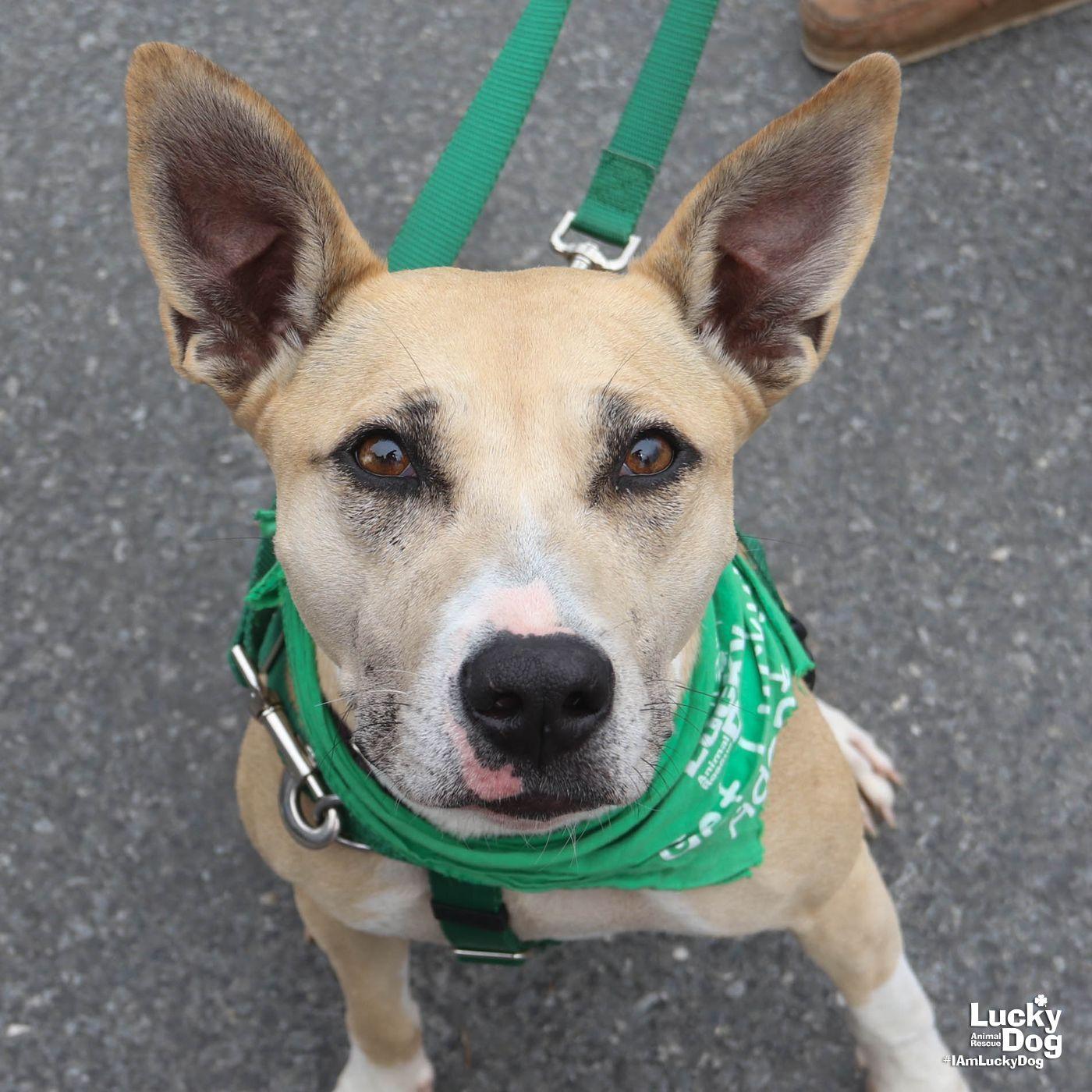 Enlarge Penelope, a Adoptable Shepherd in Washington, DC image 3/3