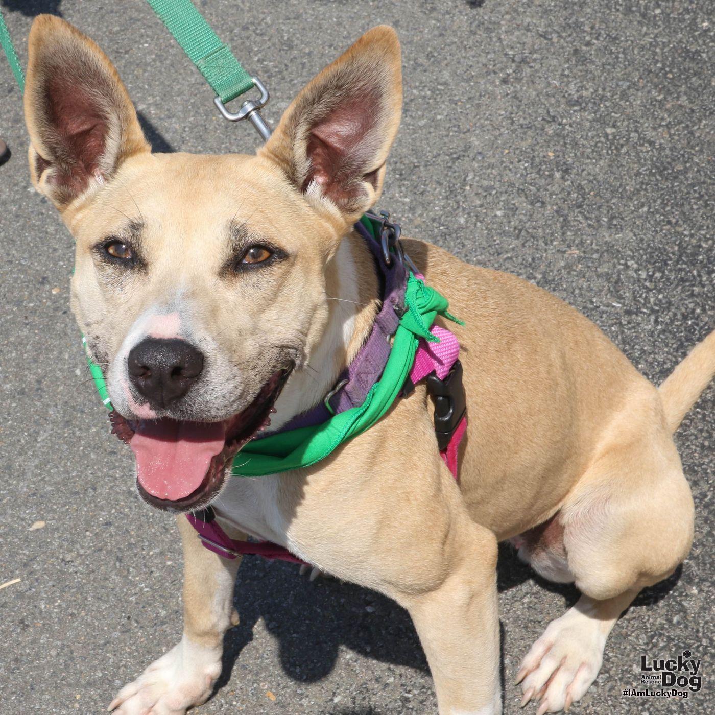Enlarge Penelope, a Adoptable Shepherd in Washington, DC image 3/3