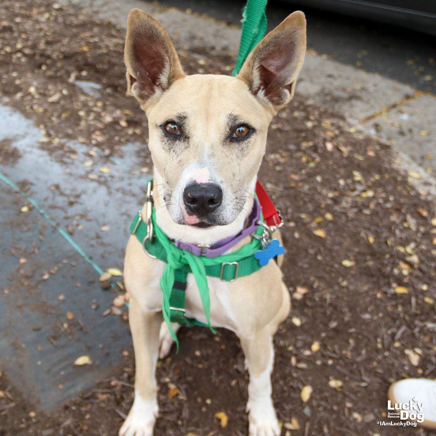 Enlarge Penelope, a Adoptable Shepherd in Washington, DC image 3/3