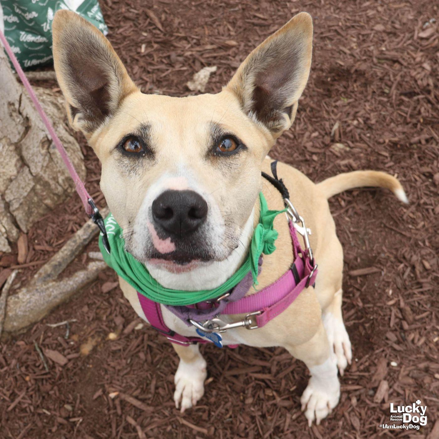 Enlarge Penelope, a Adopted Shepherd in Washington, DC image 3/3