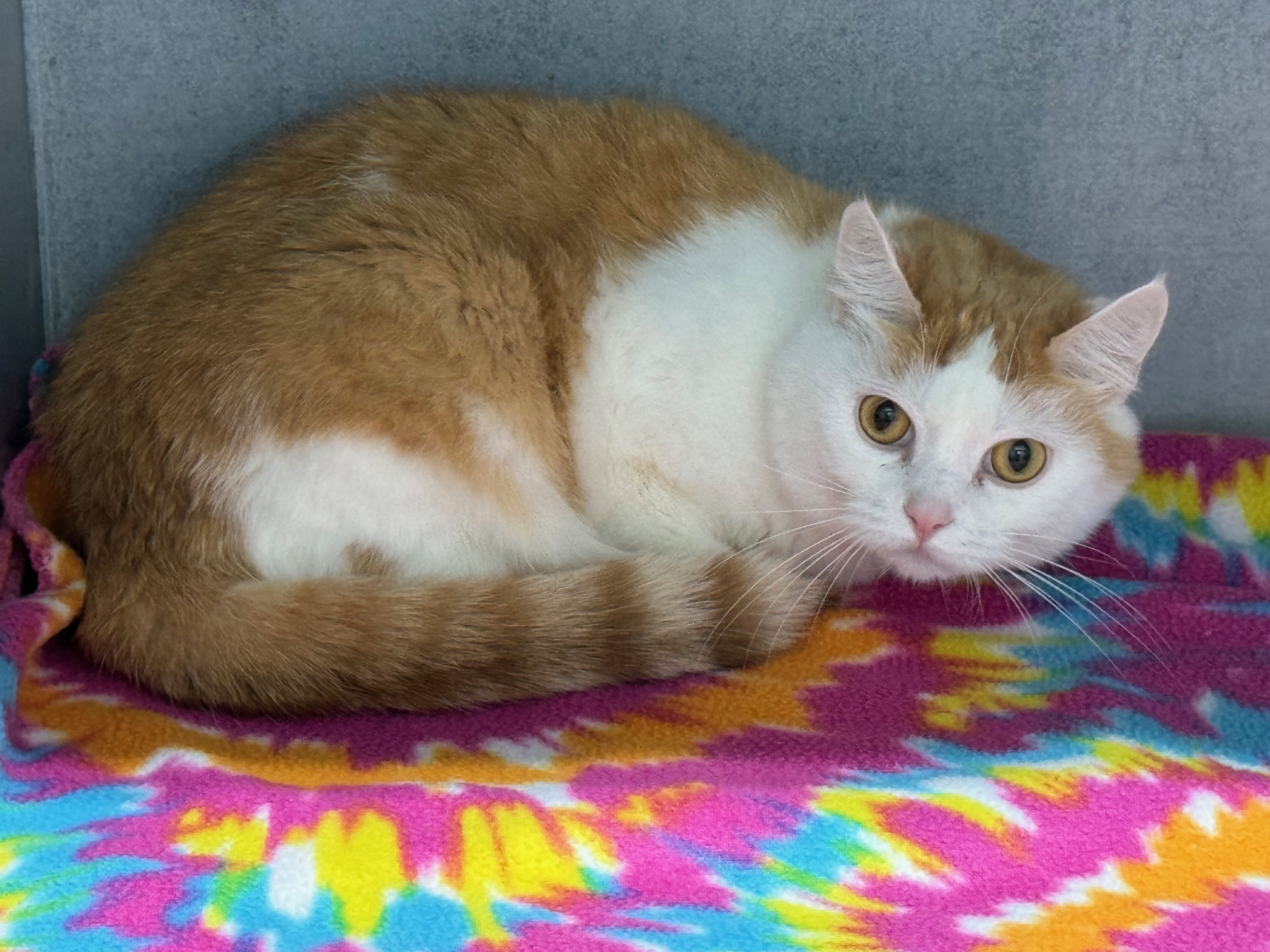 Ditto, Adoptable, Adult Female Domestic Short Hair.