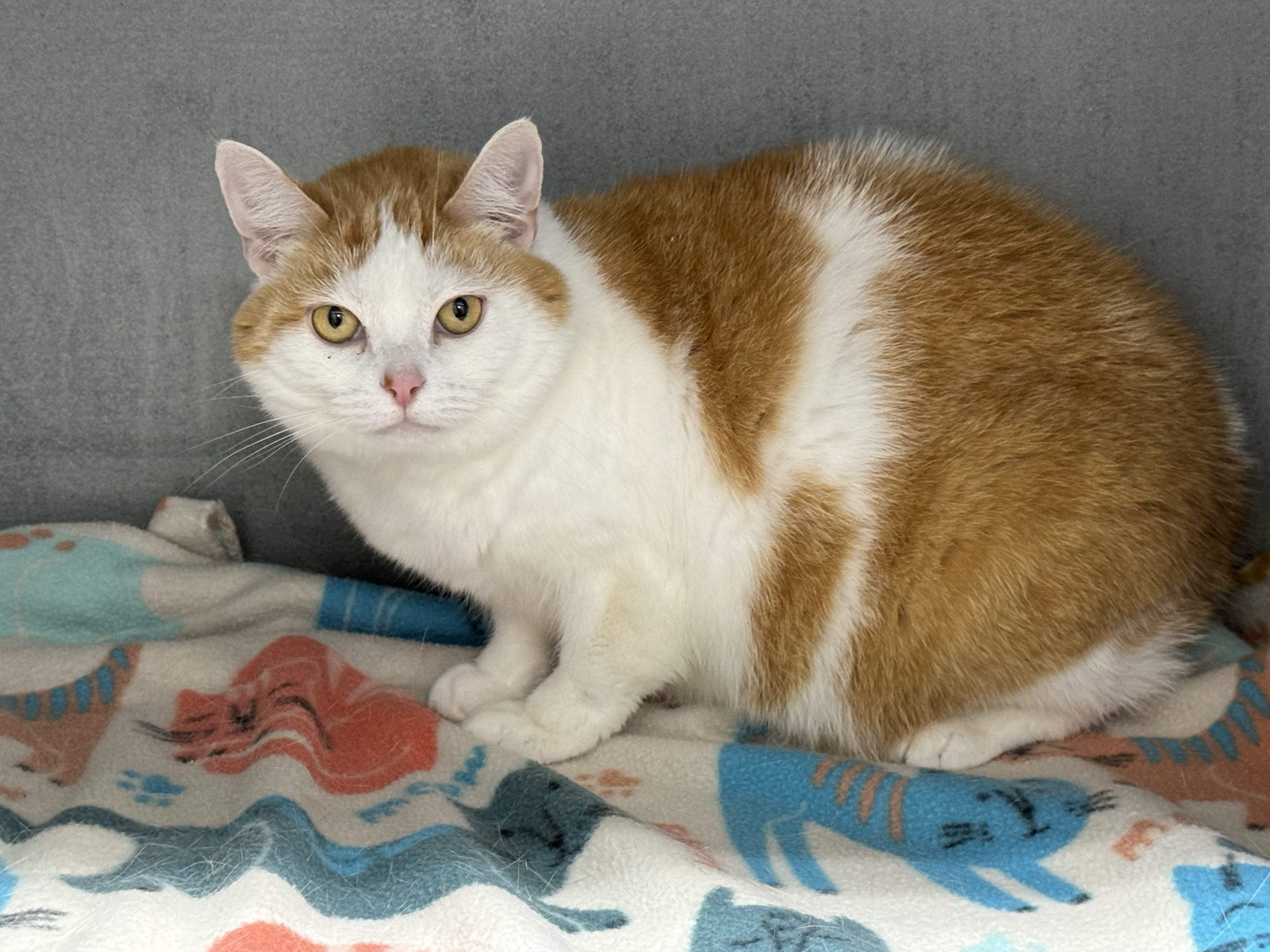 Enlarge Ditto, a Adoptable Domestic Short Hair in Mount Vernon, OH image 2/2