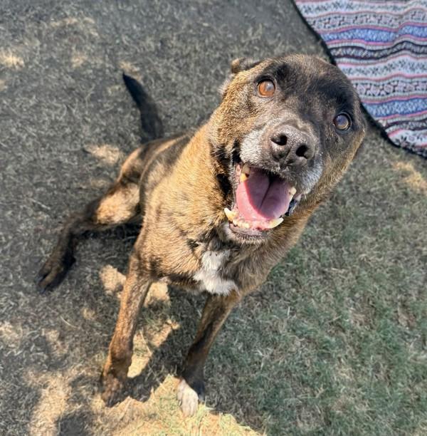 Enlarge Sir Snaggle, a Adoptable mixed breed in Tulare, CA image 1/1