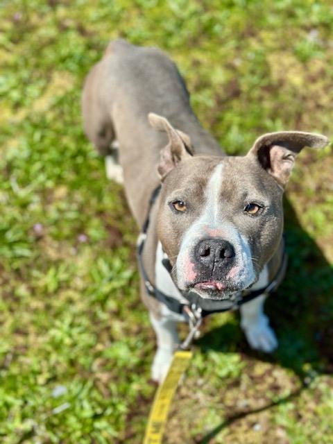 Major, a Adopted Pit Bull Terrier in Gold Beach, OR image 1/2