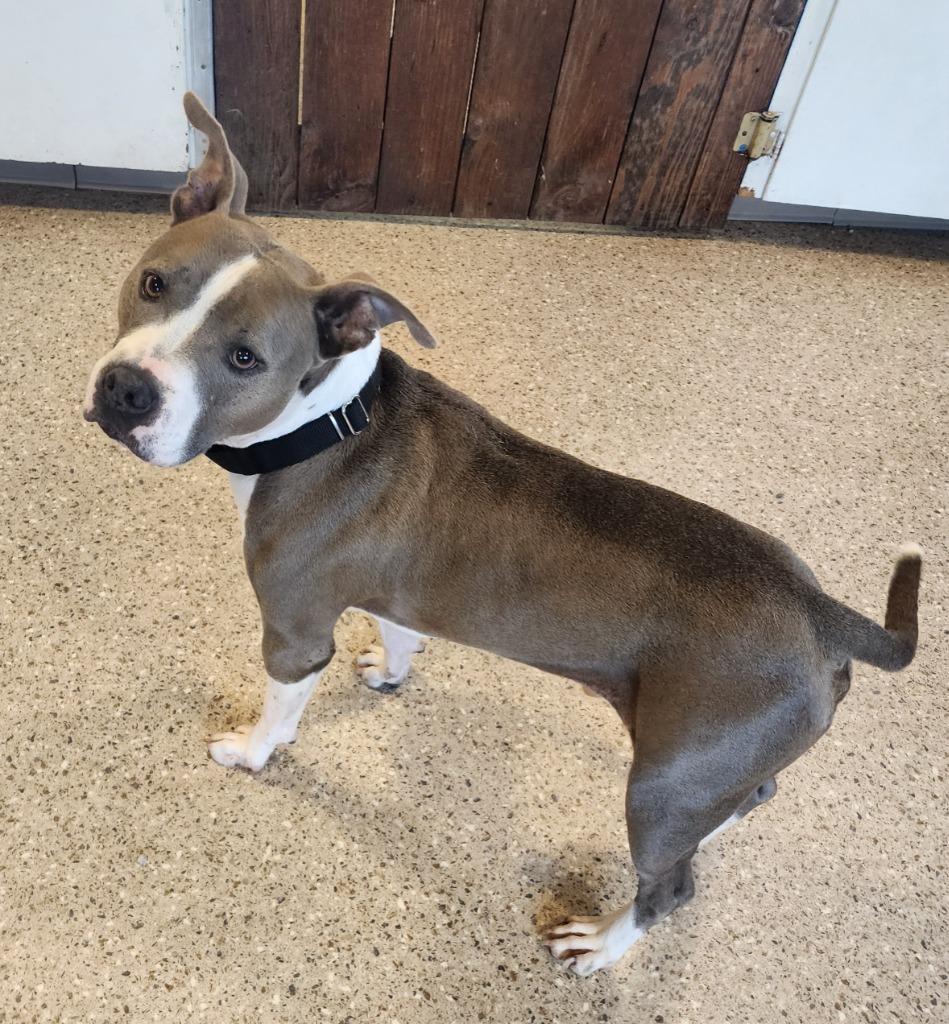 Major, a Adopted Pit Bull Terrier in Gold Beach, OR image 2/2