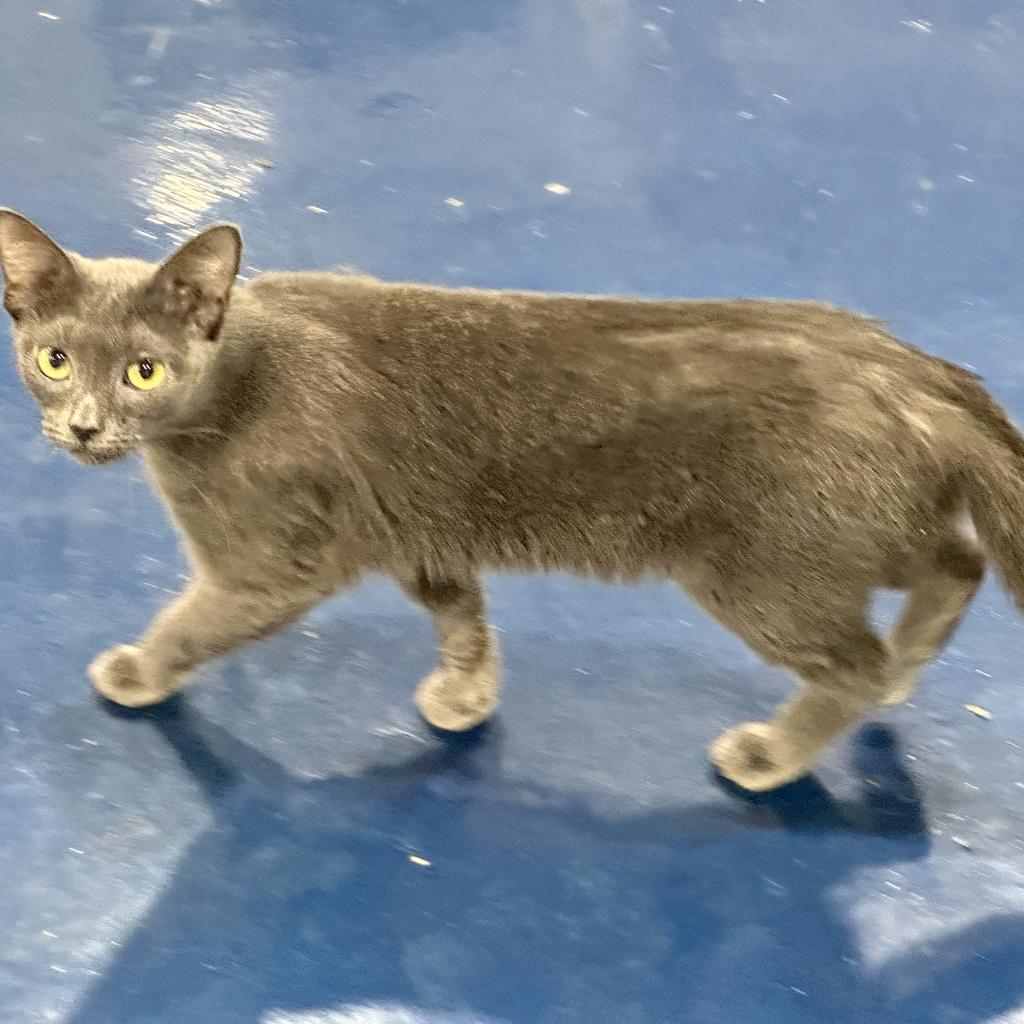 Reaper, Adoptable, Adult Female Domestic Short Hair & Russian Blue.